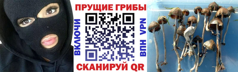 цены   Белебей  omg как зайти  Галлюциногенные грибы Psilocybe 